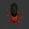 Red And Black Insect With Long Legs And Antennae Close Up Detailed View