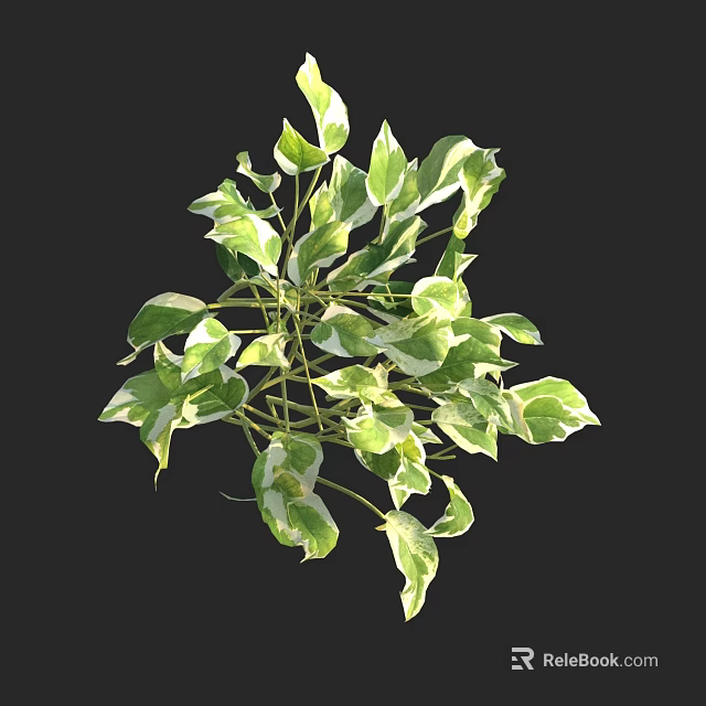 Variegated Shrub with Green and White Leaves for Garden Landscaping and Decorative Use 3d model 