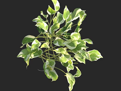 Variegated Shrub with Green and White Leaves for Garden Landscaping and Decorative Use 3d model