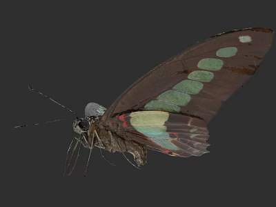 Beautiful Flying Butterfly With Brown Wings Green Spots And Red Accents 3d model