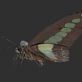 Beautiful Flying Butterfly With Brown Wings Green Spots And Red Accents
