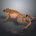 Brown Spotted Reptile in Standing Pose With Reflection on Gray Background 3d model