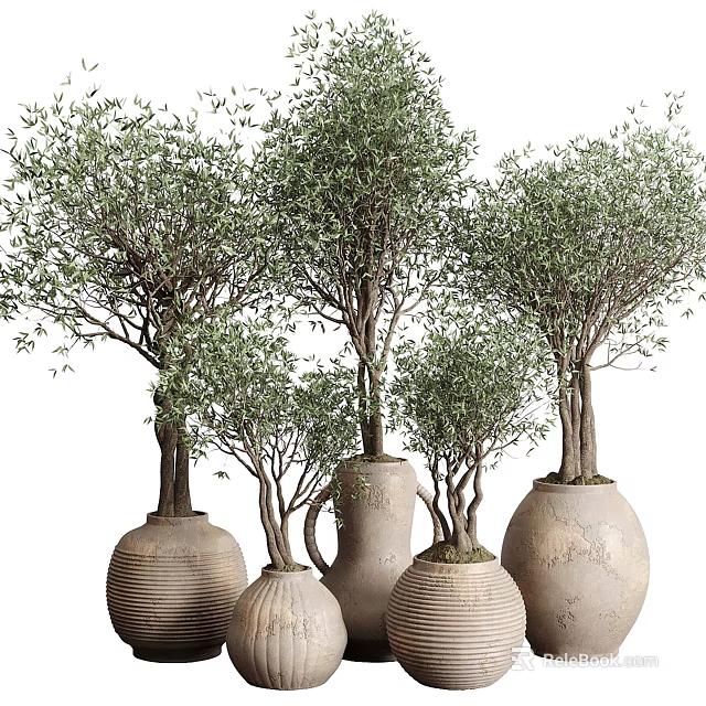 Olive Tree Bonsai Potted Plants in Terracotta Pots with Various Sizes and Lush Foliage 3d model 