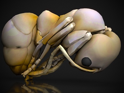 ant insect 3d model