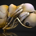 ant insect 3d model