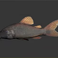 3D Modeled Red Orange Fish With Blue Eyes Detailed Fins Whiskers And Dark Reflection