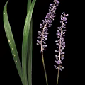 Vibrant Green Leaf Plant Featuring Long Foliage And Purple Spiked Flowers