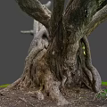 Detailed Rough Wood Texture Of Thick Old Tree Roots With Green Grass And Soil