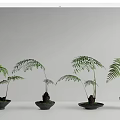 Stylish Bonsai Potted Plants With Various Fern Types In Black Pots