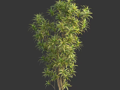 Vibrant Green Shrub with Long Slender Leaves and Lush Dense Foliage 3d model