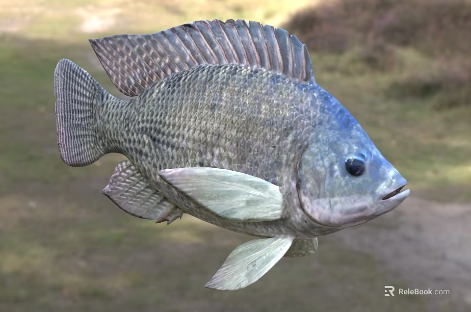 Close Up View Of Silver Gray Aquatic Fish With Prominent Scales And Distinct Fins 3d model 