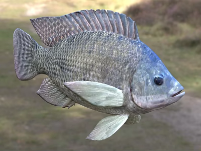 Close Up View Of Silver Gray Aquatic Fish With Prominent Scales And Distinct Fins 3d model