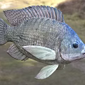 Close Up View Of Silver Gray Aquatic Fish With Prominent Scales And Distinct Fins
