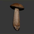 Fresh Wild Mushroom Plant with Brown Cap and Textured White Stem
