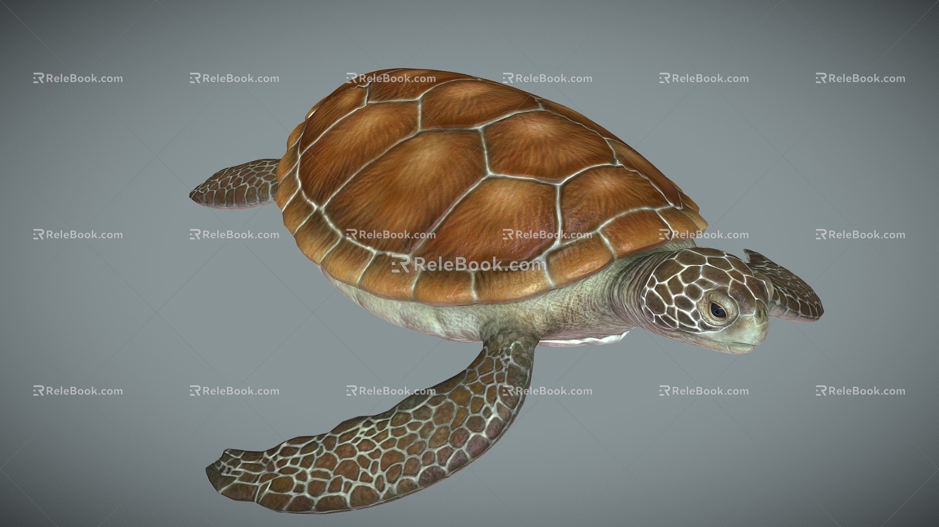 Modern Turtle 3d model