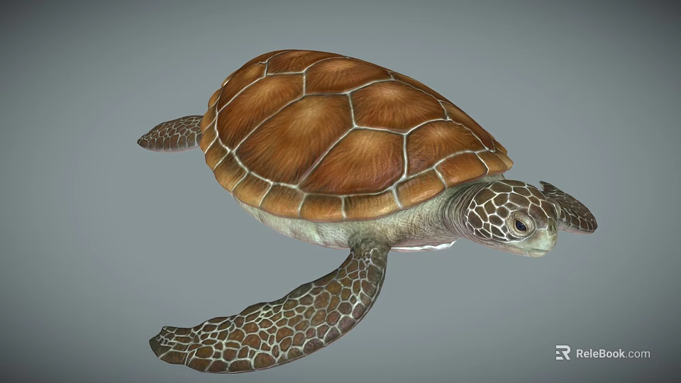 Gorgeous Sea Turtle With Brown Textured Shell And Patterned Flippers Swimming Gracefully 3d model 