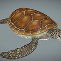 Modern Turtle 3d model