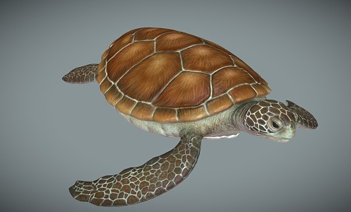 Modern Turtle 3d model