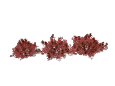 Vibrant Red Ornamental Shrubs Three Clumps With Lush Foliage For Landscaping 3d model