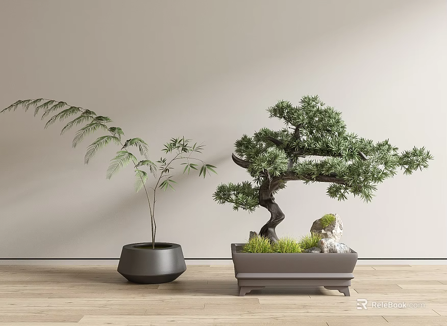 Bonsai Pine and Bamboo Plants in Gray Pots on Wooden Floor with Light Colored Wall 3d model 