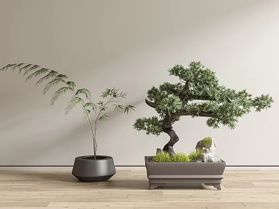 Bonsai Pine and Bamboo Plants in Gray Pots on Wooden Floor with Light Colored Wall 3d model