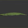 Large Green Plant Leaf With Prominent Veins And Vibrant Fresh Texture