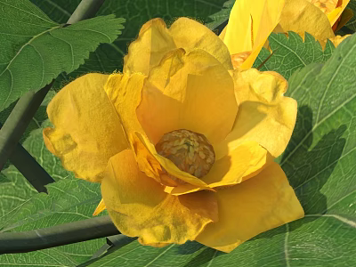 Vibrant Yellow Flower With Large Green Leaves In Natural Garden Setting 3d model