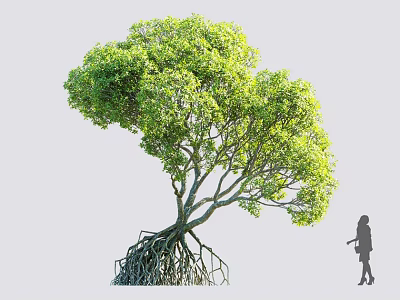 Arbor With Lush Green Leaves And Exposed Roots Near Silhouette Person 3d model