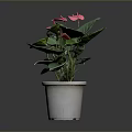 Decorative Potted Plant With Pink Flowers And Green Leaves In White Pot