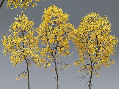 Four Yellow Leaf Trees as Garden Ornaments with Gray Background 3d model