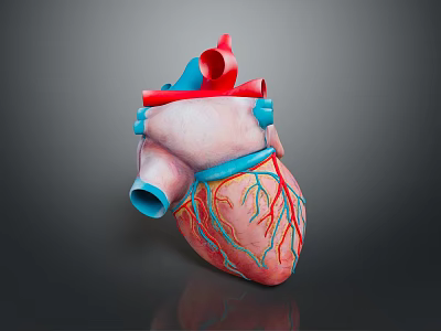 Detailed Anatomical Heart Model As Medical Educational Device With Red Blue Vessels 3d model