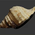 Natural Conch Shell With Organ Like Structure And Hair Like Texture