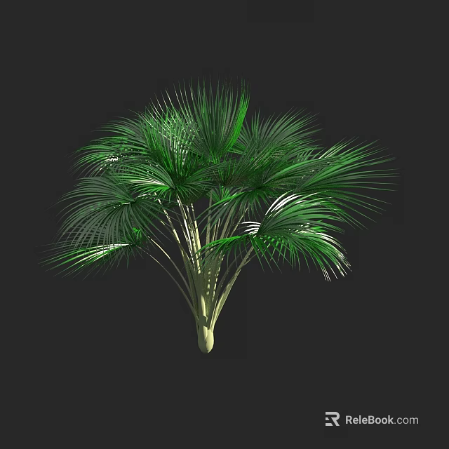 Green Palm Tree with Feathery Leaves and Slender Trunk Against Black Background 3d model 