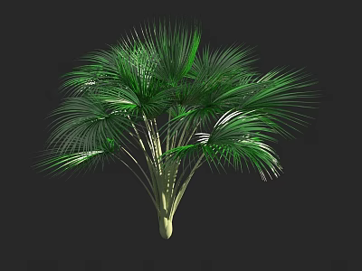 Green Palm Tree with Feathery Leaves and Slender Trunk Against Black Background 3d model