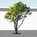 Tall Arbor With Green Leaves Thick Trunk Against White Wall Gray Ground And Blue Sky