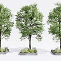 Three Deciduous Trees in Concrete Planters with Lush Green Foliage for Urban Landscaping