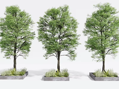 Three Deciduous Trees in Concrete Planters with Lush Green Foliage for Urban Landscaping 3d model