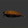 Vibrant Orange Alligator Turtle With Patterned Textured Shell On Gray Background