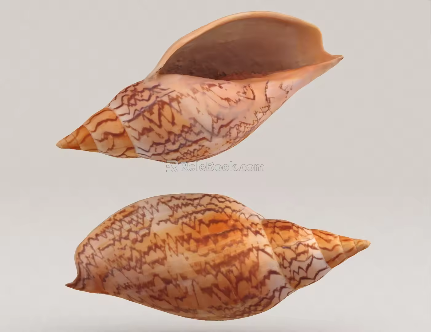 shell conch 3d model