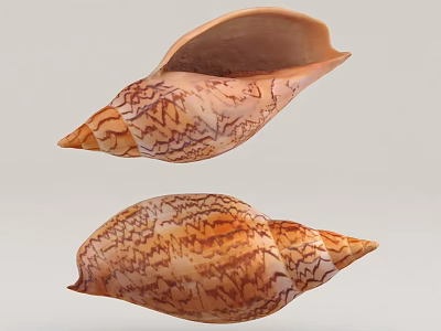 shell conch 3d model