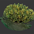 Vibrant Green and Yellow Coral with Green Base and White Tag