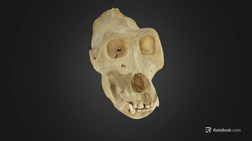 Realistic Detailed Monkey Skull Structure For Game Movie Character Design Elements 3d model 