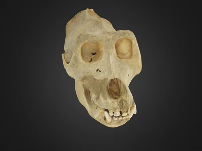 Realistic Detailed Monkey Skull Structure For Game Movie Character Design Elements 3d model