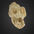 Realistic Detailed Monkey Skull Structure For Game Movie Character Design Elements 3d model