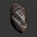 Colorful Striped Conch with Intricate Spiral Shell Patterns on Dark Background