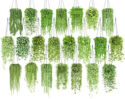 Various Trailing Hanging Basket Plants for Indoor Outdoor Home Garden Decor 3d model