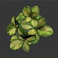 Variegated Green and Yellow Leaf Houseplant in Grey Metal Pot Against Dark Background