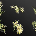 Small Yellow Flowering Plants With Delicate Blooms And Vibrant Green Leaves
