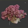 Vibrant Pink Cauliflower Fresh Raw Nutritious Healthy Vegetable Food Close Up