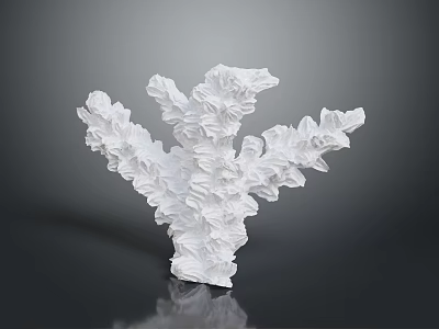 Detailed White Coral Like Aquatic Animal Structure On Black Reflective Surface 3d model